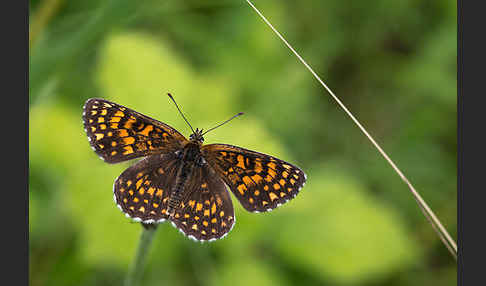 Wachtelweizen-Scheckenfalter (Melitaea athalia)