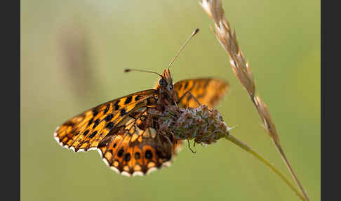 Hainveilchen-Perlmutterfalter (Boloria dia)