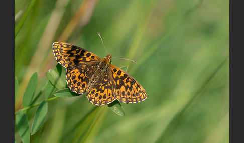 Hainveilchen-Perlmutterfalter (Boloria dia)