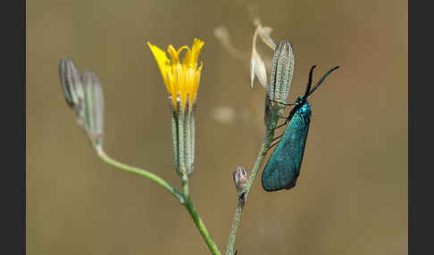 Ampfer-Grünwidderchen (Adscita statices)