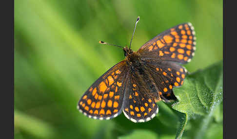 Ehrenpreis-Scheckenfalter (Melitaea aurelia)