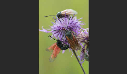 Bibernell-Widderchen (Zygaena minos)