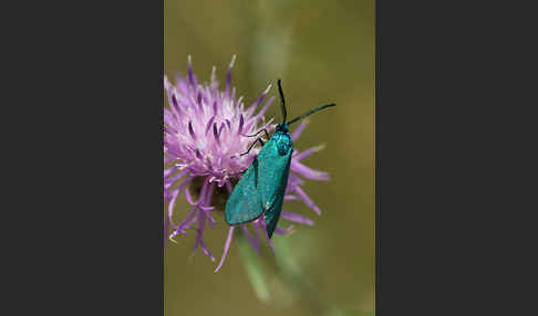 Ampfer-Grünwidderchen (Adscita statices)