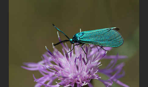 Ampfer-Grünwidderchen (Adscita statices)