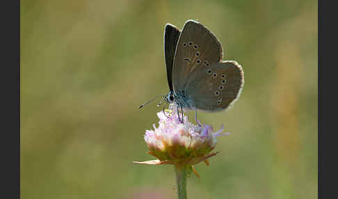 Violetter Waldbläuling (Polyommatus semiargus)