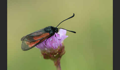 Bibernell-Widderchen (Zygaena minos)