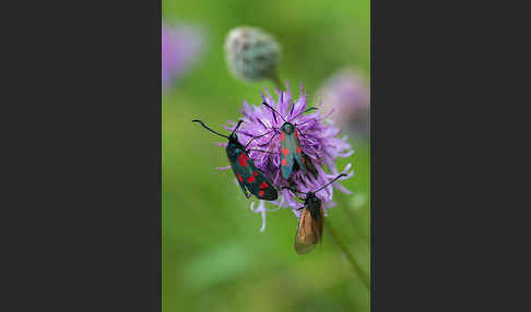 Bibernell-Widderchen (Zygaena minos)