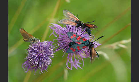 Bibernell-Widderchen (Zygaena minos)