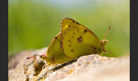 Goldene Acht (Colias hyale)