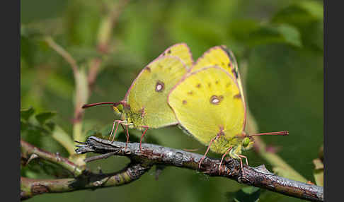 Goldene Acht (Colias hyale)