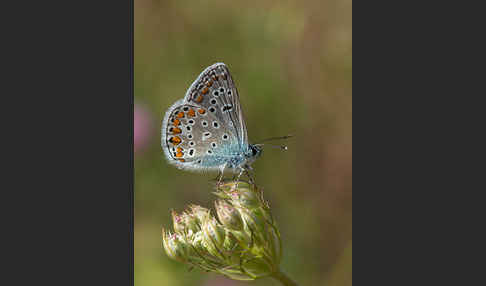 Gemeiner Bläuling (Polyommatus icarus)