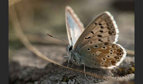 Prächtiger Bläuling (Polyommatus amandus)