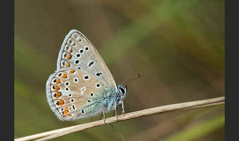 Gemeiner Bläuling (Polyommatus icarus)