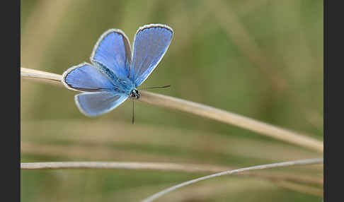 Gemeiner Bläuling (Polyommatus icarus)