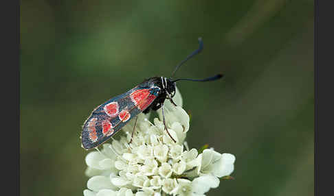 Esparsettenwidderchen (Zygaena carniolica)