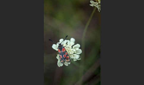 Esparsettenwidderchen (Zygaena carniolica)