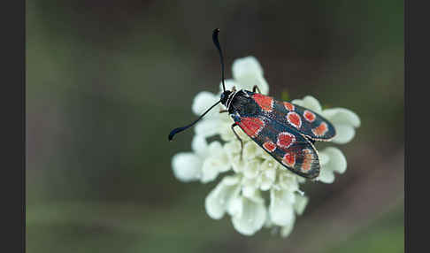 Esparsettenwidderchen (Zygaena carniolica)