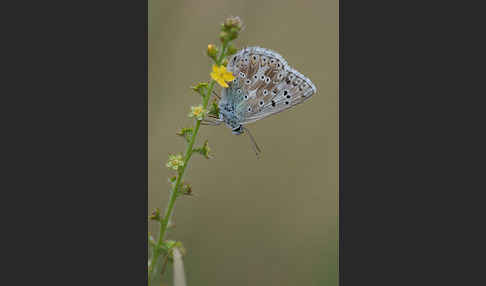 Gemeiner Bläuling (Polyommatus icarus)