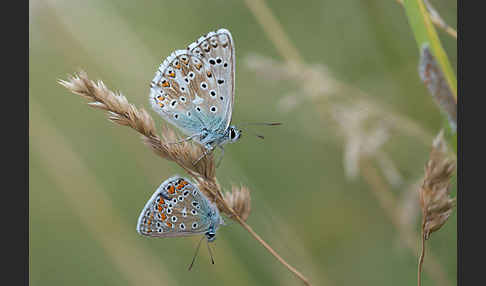 Gemeiner Bläuling (Polyommatus icarus)