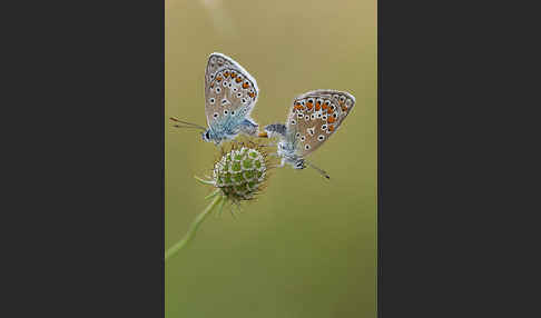 Gemeiner Bläuling (Polyommatus icarus)