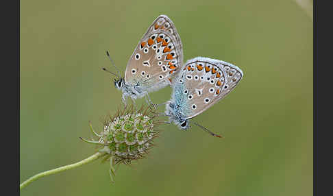 Gemeiner Bläuling (Polyommatus icarus)