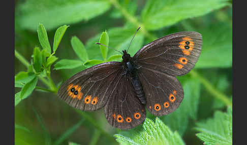 Rundaugen-Mohrenfalter (Erebia medusa)