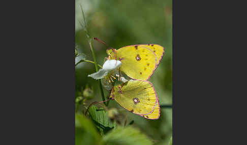 Goldene Acht (Colias hyale)