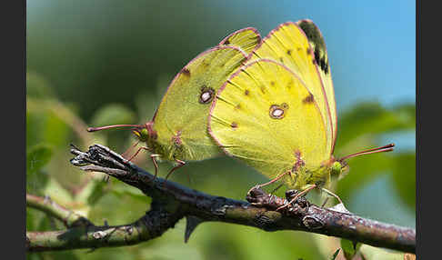 Goldene Acht (Colias hyale)