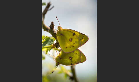 Goldene Acht (Colias hyale)