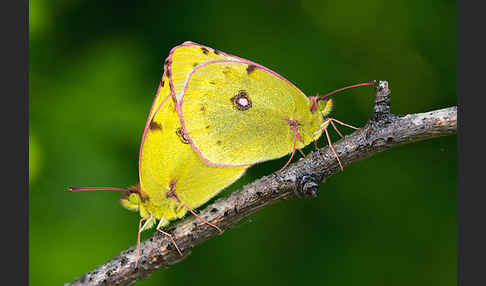 Goldene Acht (Colias hyale)