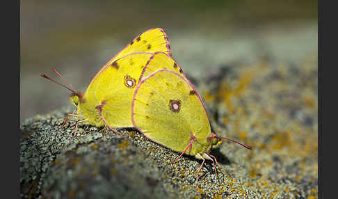 Goldene Acht (Colias hyale)