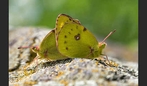 Goldene Acht (Colias hyale)