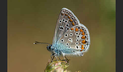 Gemeiner Bläuling (Polyommatus icarus)