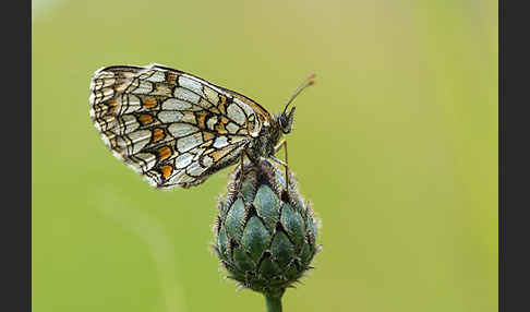 Wachtelweizen-Scheckenfalter (Melitaea athalia)