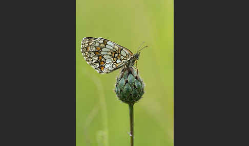 Wachtelweizen-Scheckenfalter (Melitaea athalia)