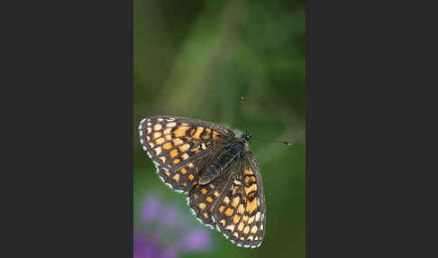 Wachtelweizen-Scheckenfalter (Melitaea athalia)