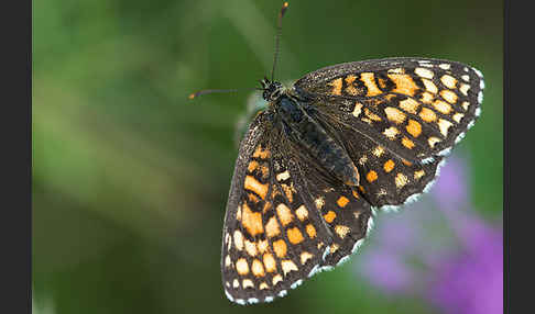 Wachtelweizen-Scheckenfalter (Melitaea athalia)