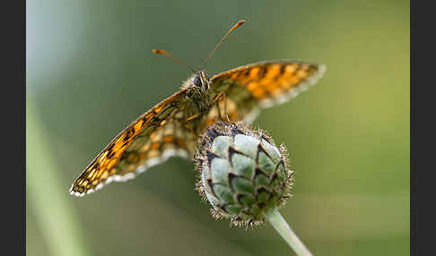 Wachtelweizen-Scheckenfalter (Melitaea athalia)