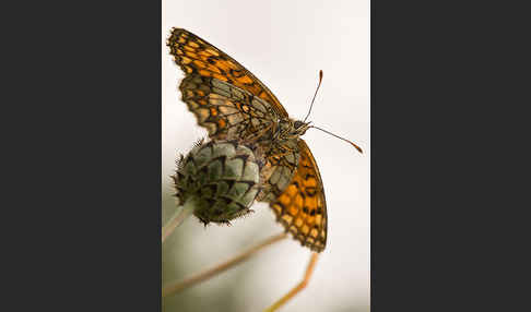 Wachtelweizen-Scheckenfalter (Melitaea athalia)