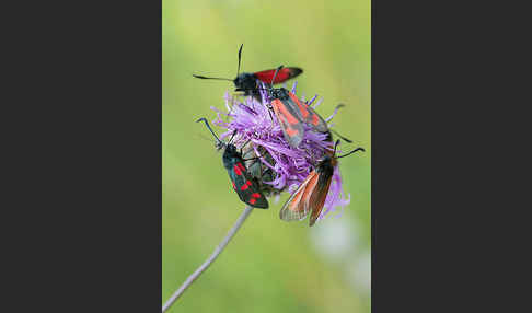 Bibernell-Widderchen (Zygaena minos)