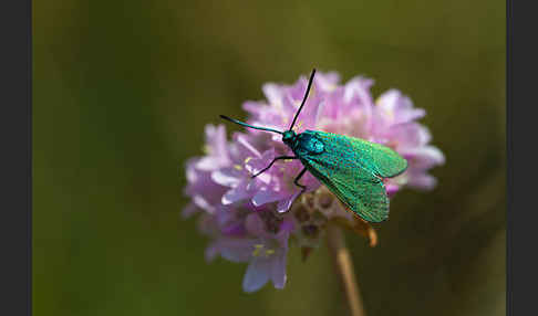 Ampfer-Grünwidderchen (Adscita statices)