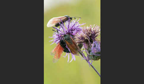 Bibernell-Widderchen (Zygaena minos)