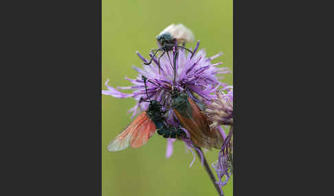 Bibernell-Widderchen (Zygaena minos)