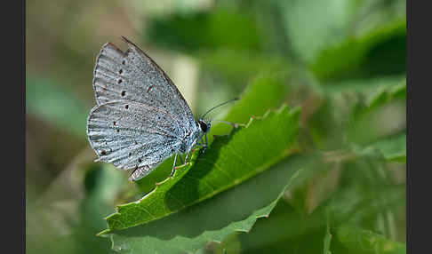 Faulbaumbläuling (Celastrina argiolus)