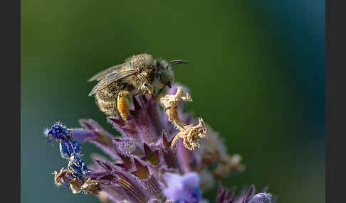 Gemeine Pelzbiene (Anthophora plumipes)