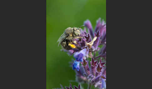 Gemeine Pelzbiene (Anthophora plumipes)