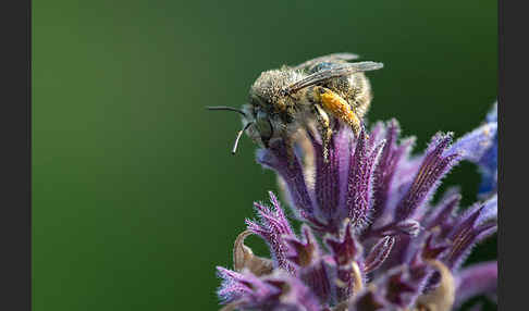 Gemeine Pelzbiene (Anthophora plumipes)