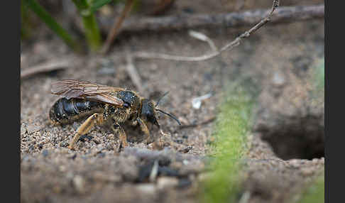 Gewöhnliche Furchenbiene (Halictus simplex)