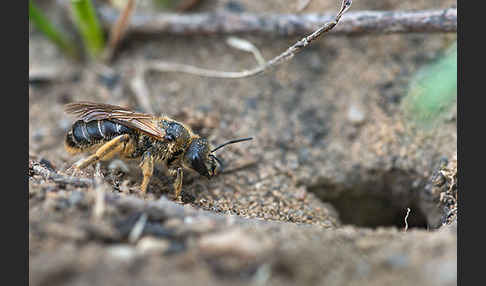 Gewöhnliche Furchenbiene (Halictus simplex)