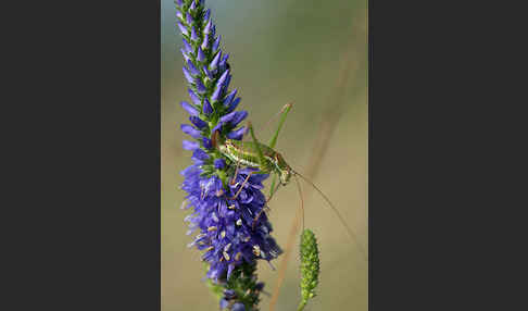 Gestreifte Zartschrecke (Leptophyes albovittata)